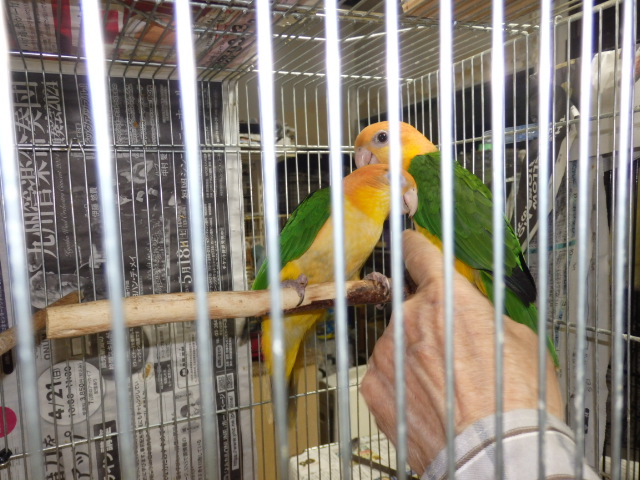 シロハラインコが仲間入りしました。