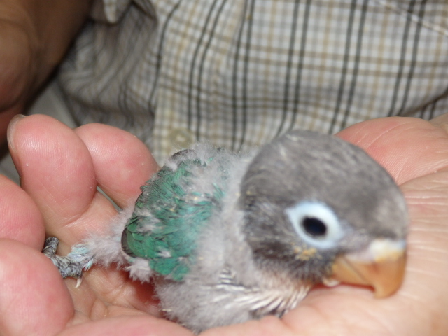 ボタンインコが仲間入りしました。