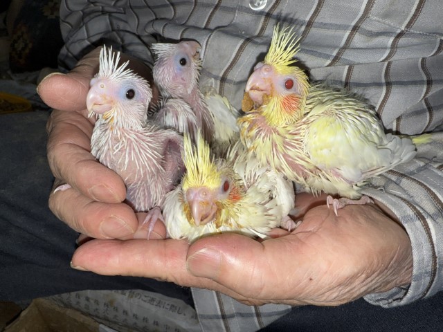 オカメインコが仲間入りしました。