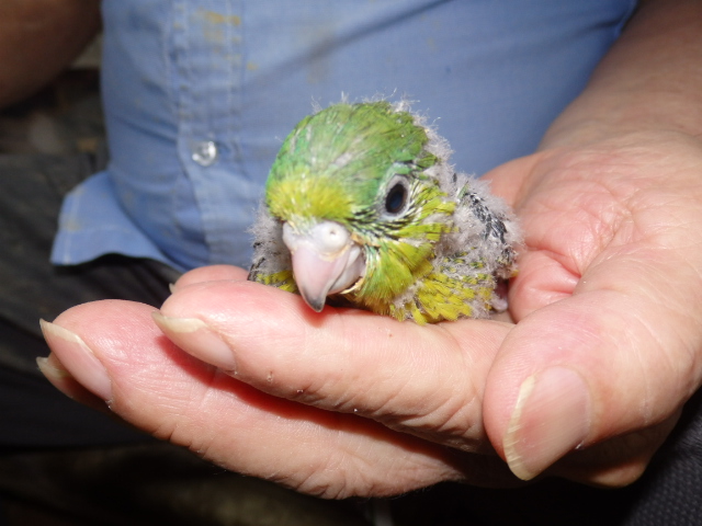 サザナミインコが仲間入りしました。
