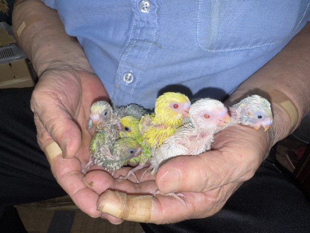 セキセイインコが仲間入りしました。
