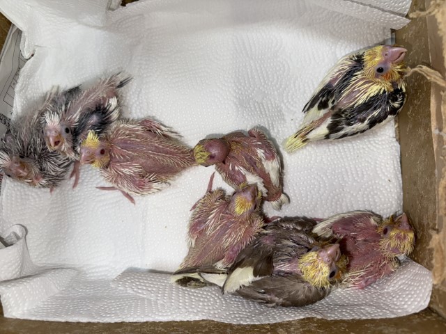 オカメインコが仲間入りしました。