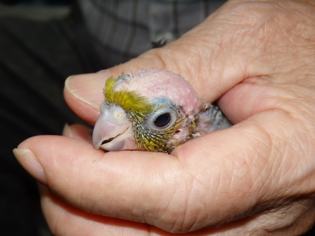 サザナミインコが仲間入りしました。