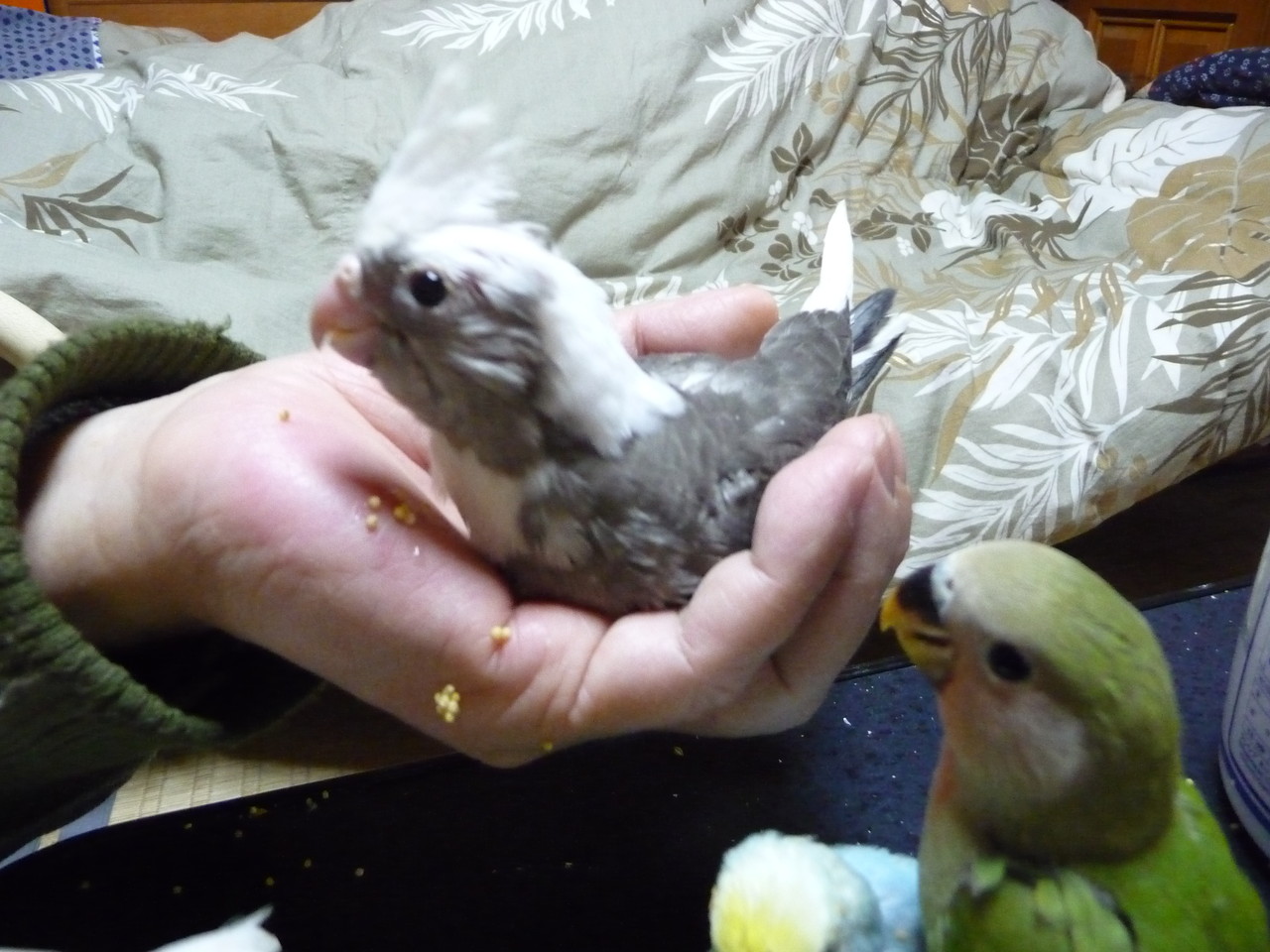 大阪】大人の方お得！2時間プラン 可愛い人馴れしたオカメインコ