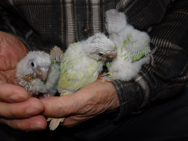 ウロコインコが仲間入りしました。