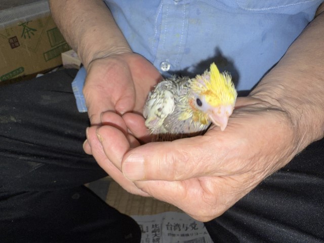 オカメインコが仲間入りしました。