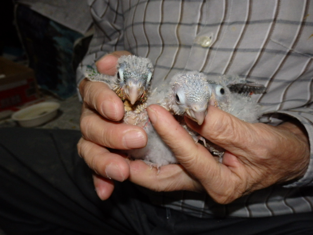 ウロコインコが仲間入りしました。