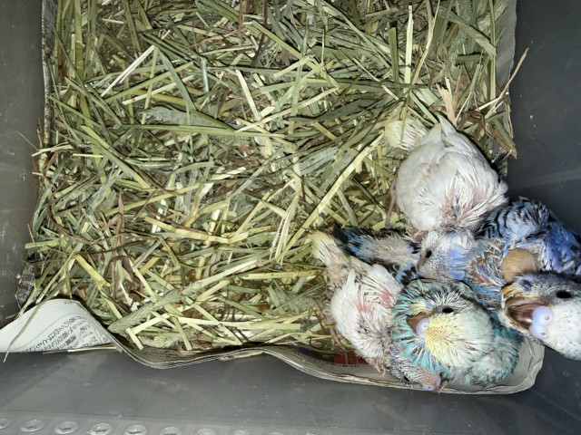 セキセイインコが仲間入りしました。