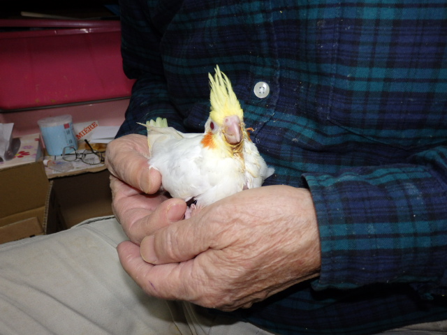 2022年1月9日 オカメインコ