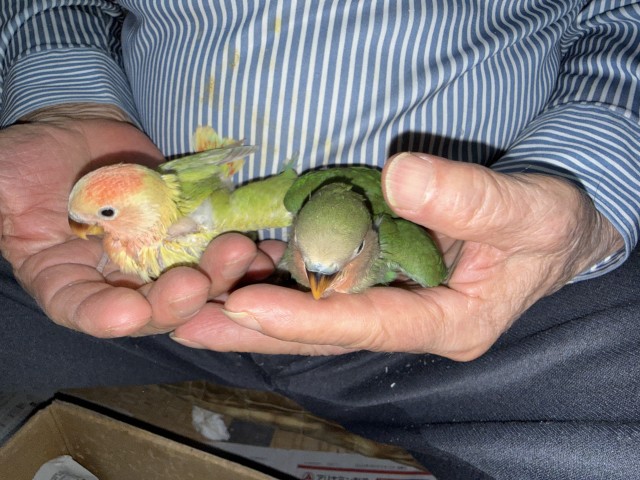 コザクラインコが仲間入りしました。