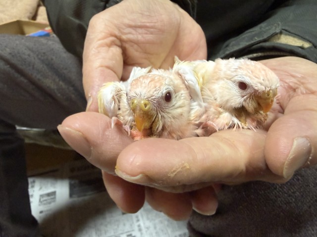 アキクサインコが仲間入りしました。