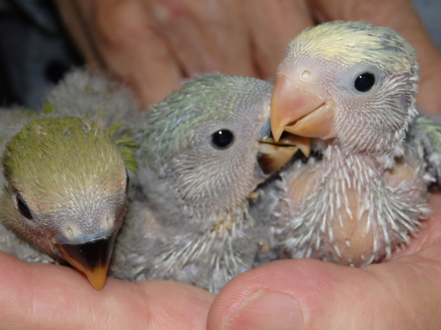 コザクラインコが仲間入りしました。