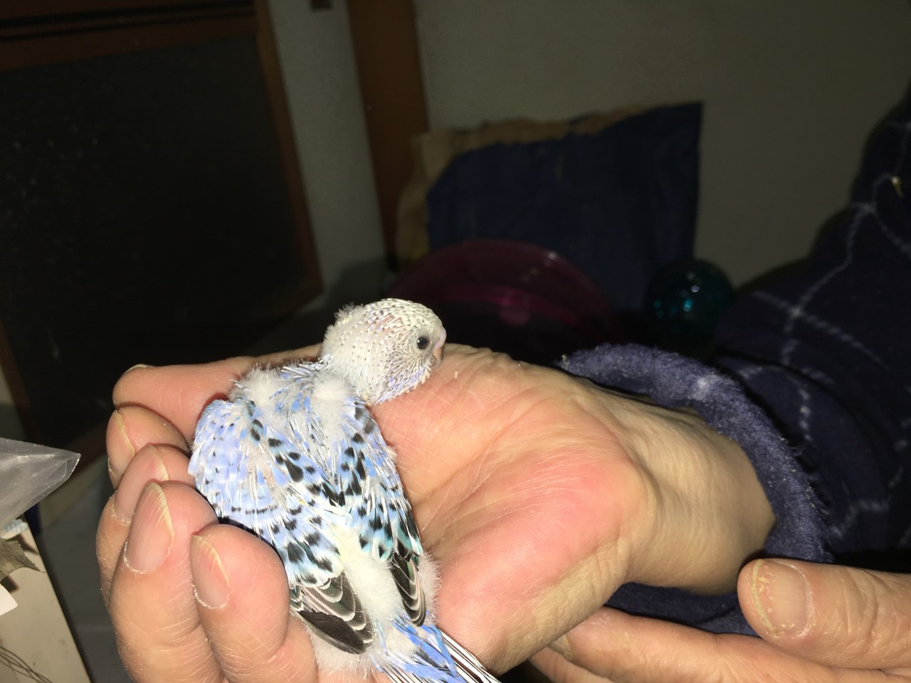手乗りセキセイインコブルーパイドのヒナが仲間入りしました 福岡インコ ペットミッキン