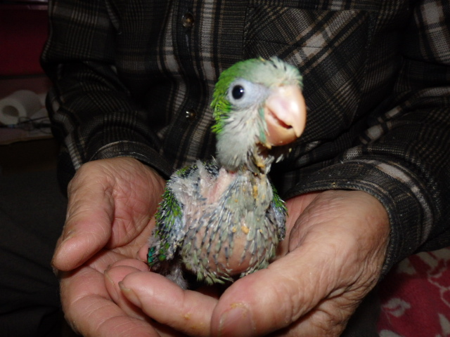 オキナインコが仲間入りしました。