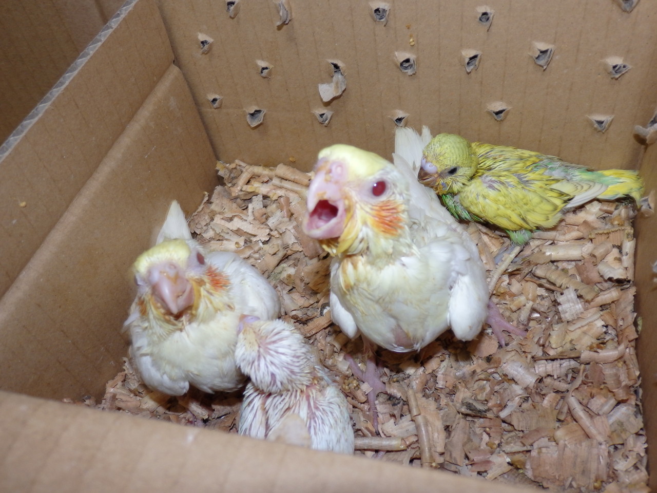 手乗り白オカメインコのヒナが仲間入りしました 福岡インコ ペットミッキン 手乗り白オカメインコのヒナが仲間入りしました 福岡インコ ペットミッキン