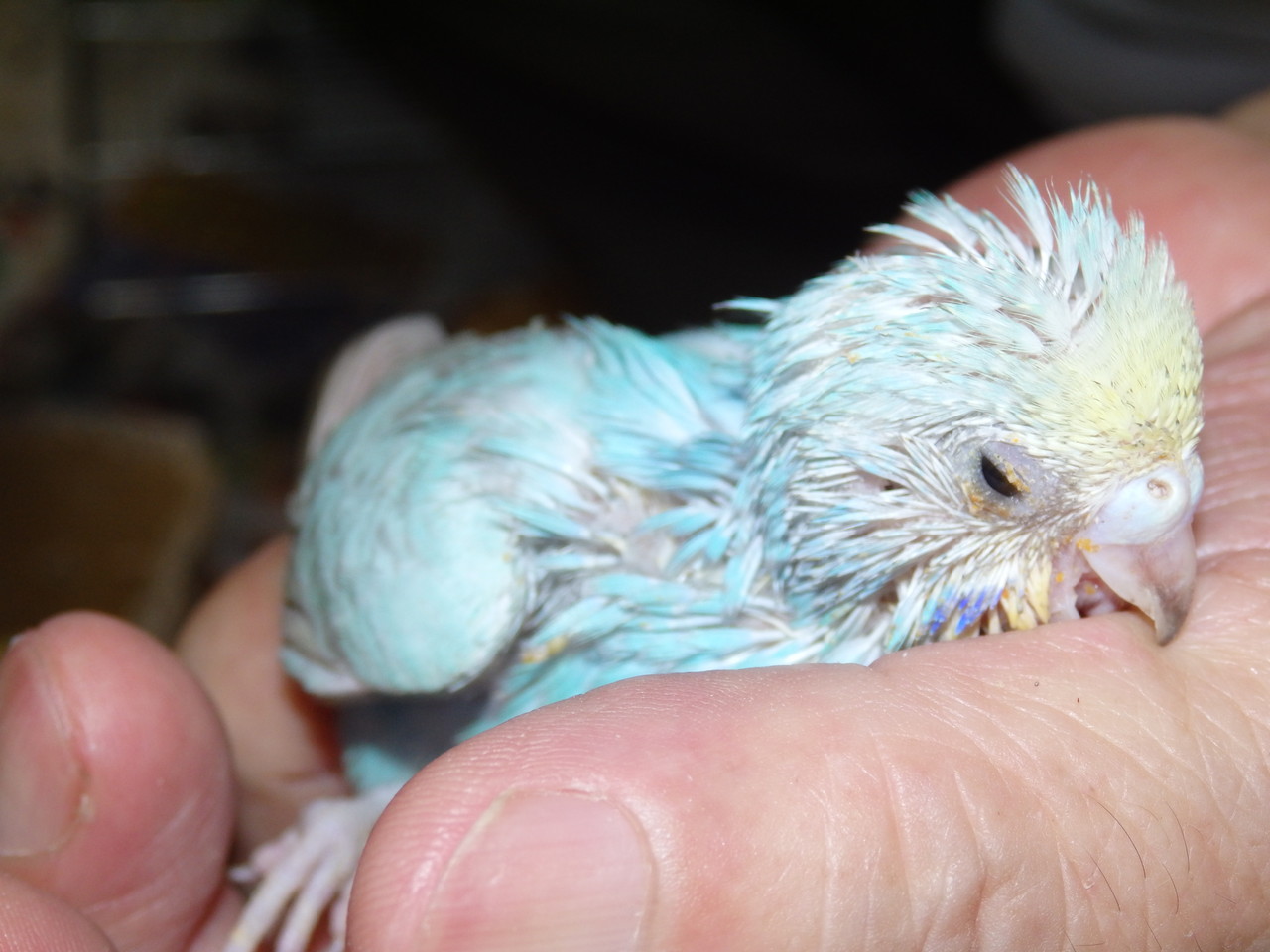 手乗りセキセイインコのケンソン種のヒナが仲間入りしました 福岡インコ ペットミッキン