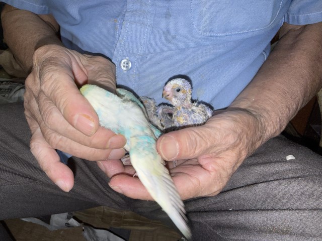 セキセイインコが仲間入りしました。