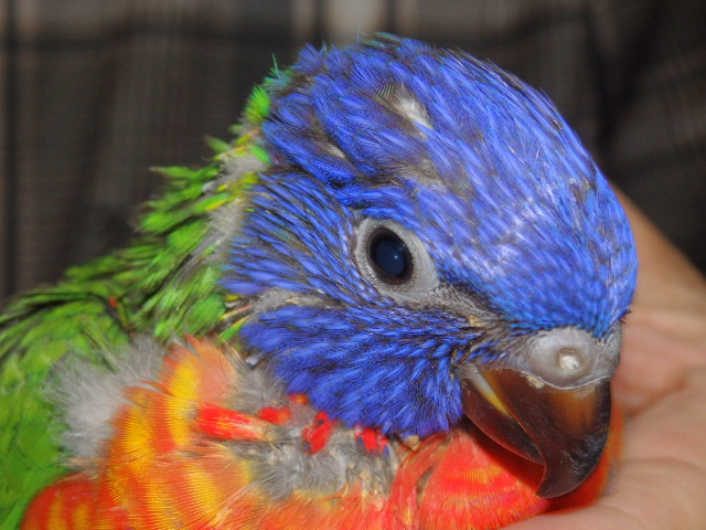 ゴシキセイガイインコが仲間入りしました。