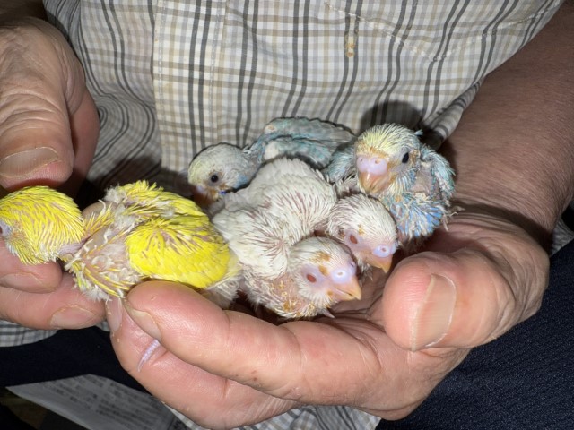 セキセイインコが仲間入りしました。