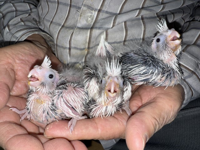 オカメインコが仲間入りしました。