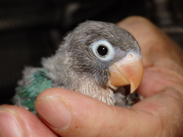 ボタンインコが仲間入りしました。