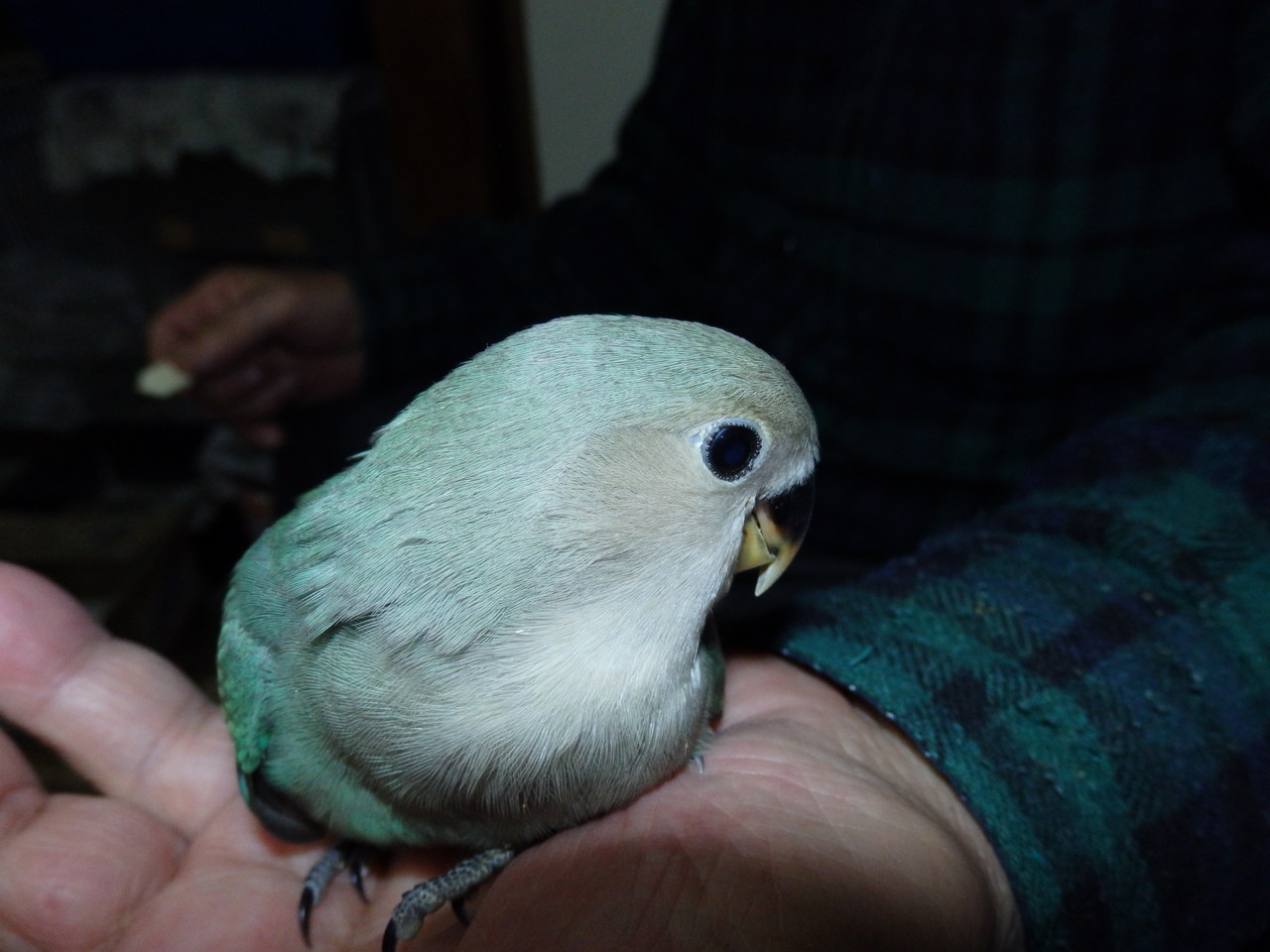 手乗りジャンボコザクラインコのヒナが仲間入りしました 福岡インコ ペットミッキン