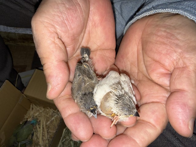 キンカチョウが仲間入りしました。
