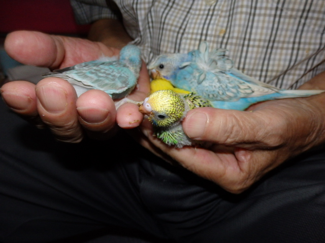 セキセイインコ 福岡インコ ペットミッキン