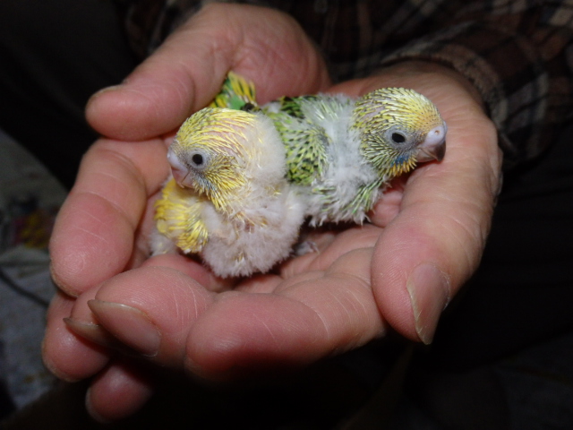 2021年2月17日 セキセイインコ