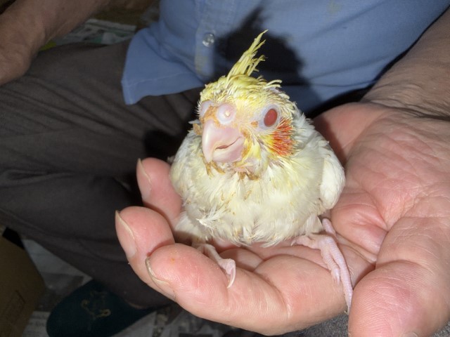 オカメインコが仲間入りしました。