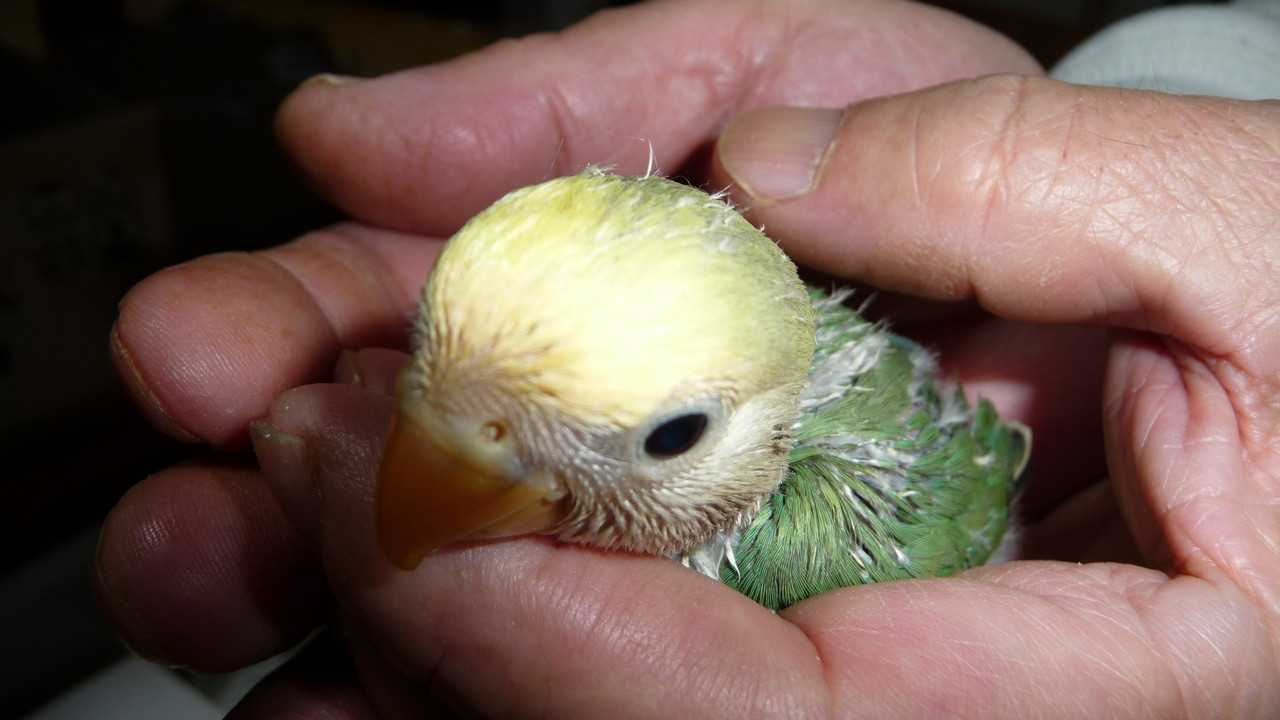 福岡県手乗りインコ小鳥販売店ペットミッキンに手乗り美声インコオパーリンヒナが仲間入りしました 珍しい色変わりです 福岡インコ ペットミッキン 福岡県手乗りインコ小鳥販売店ペットミッキンに手乗り美声インコオパーリンヒナが仲間入りしました 珍しい色変わりです 福岡インコ ペットミッキン