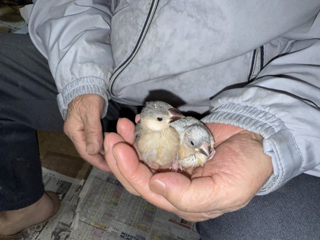 文鳥が仲間入りしました。
