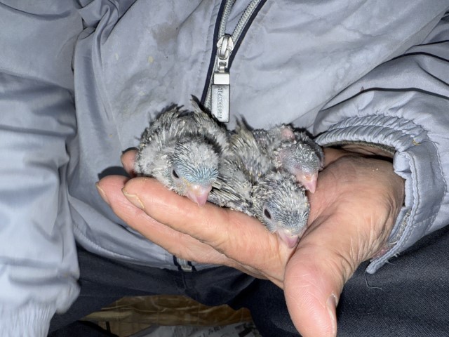 サザナミインコが仲間入りしました。