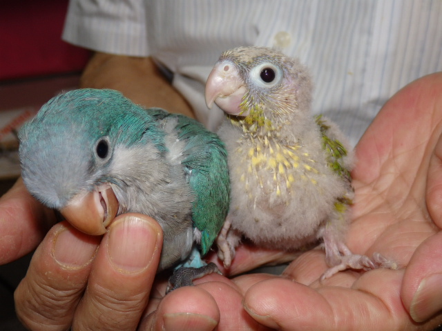 ウロコインコとオキナインコが仲間入りしました。