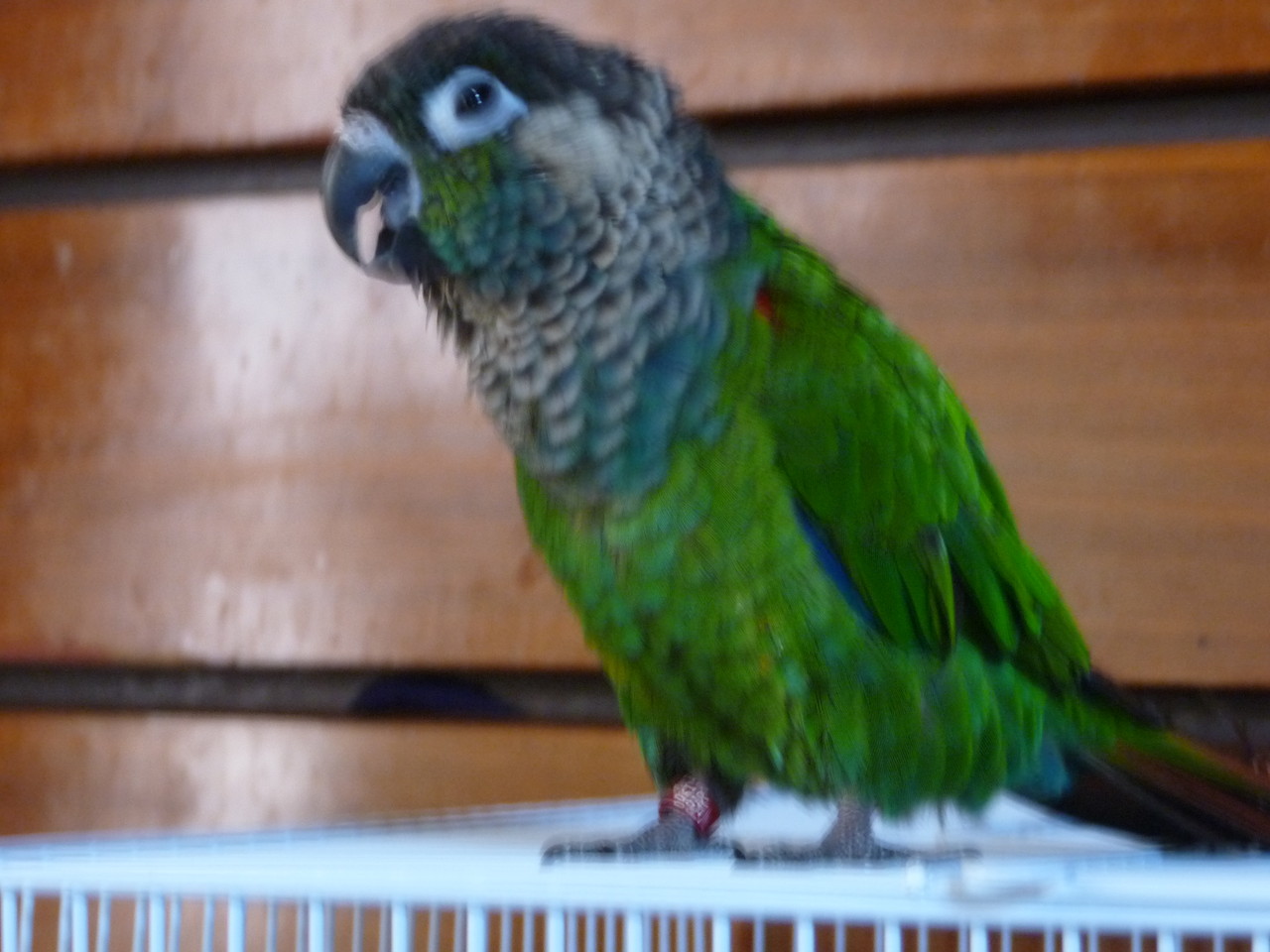 ウロコ インコ 寿命 ウロコインコは何年生きる 飼う前に知って起きたい寿命のこと