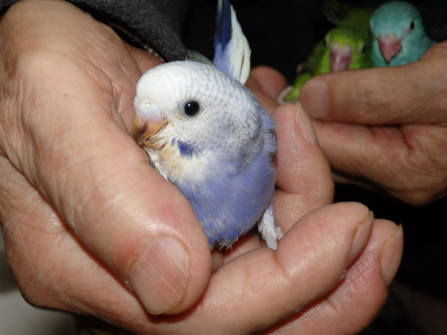 福岡県手乗りインコ小鳥販売ペットミッキン スッポンベビーが仲間入りしました 福岡インコ ペットミッキン