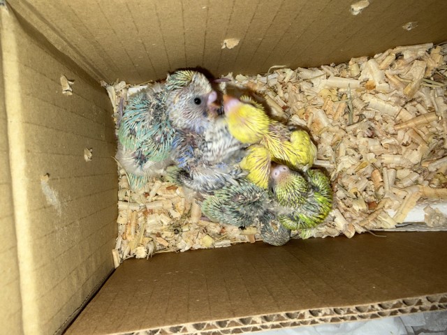 セキセイインコが仲間入りしました。