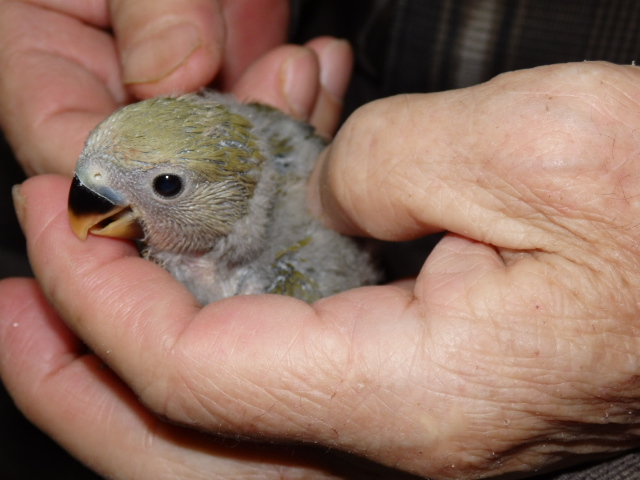 ２０２２年１月２７日　コザクラインコ　オリーブ