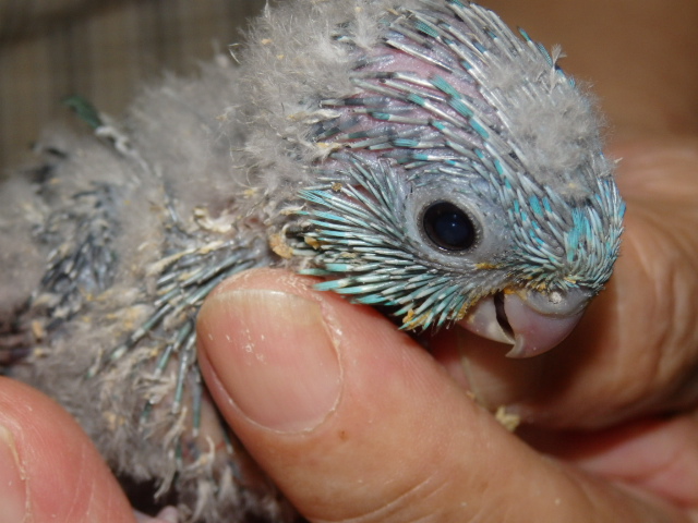 サザナミインコが仲間入りしました。