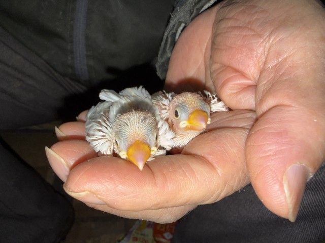 文鳥が仲間入りしました。