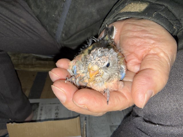 アキクサインコが仲間入りしました。