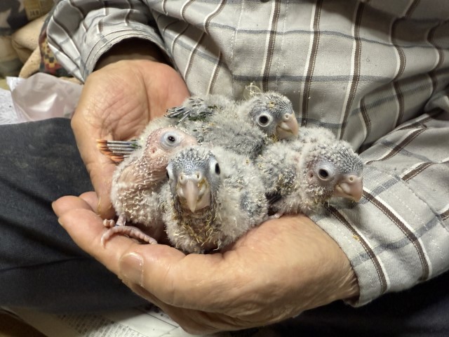 ウロコインコが仲間入りしました。