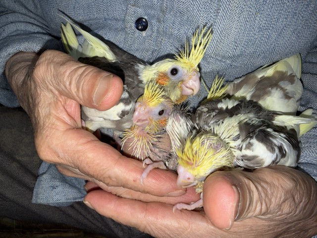 オカメインコが仲間入りしました。