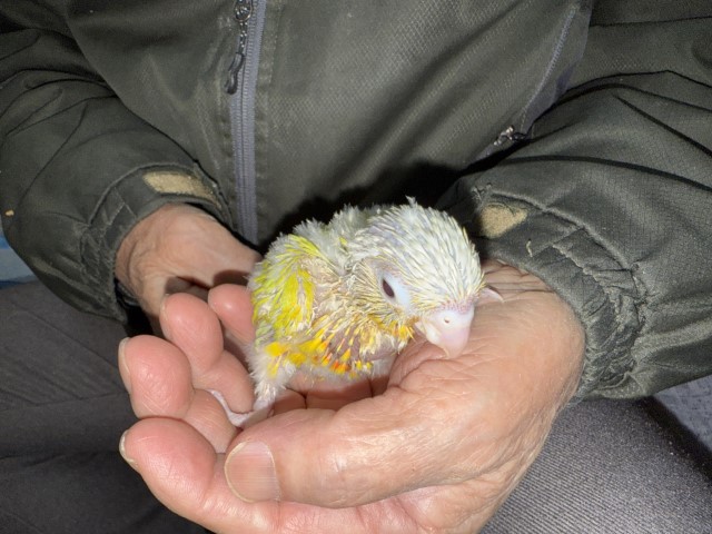 ウロコインコが仲間入りしました。