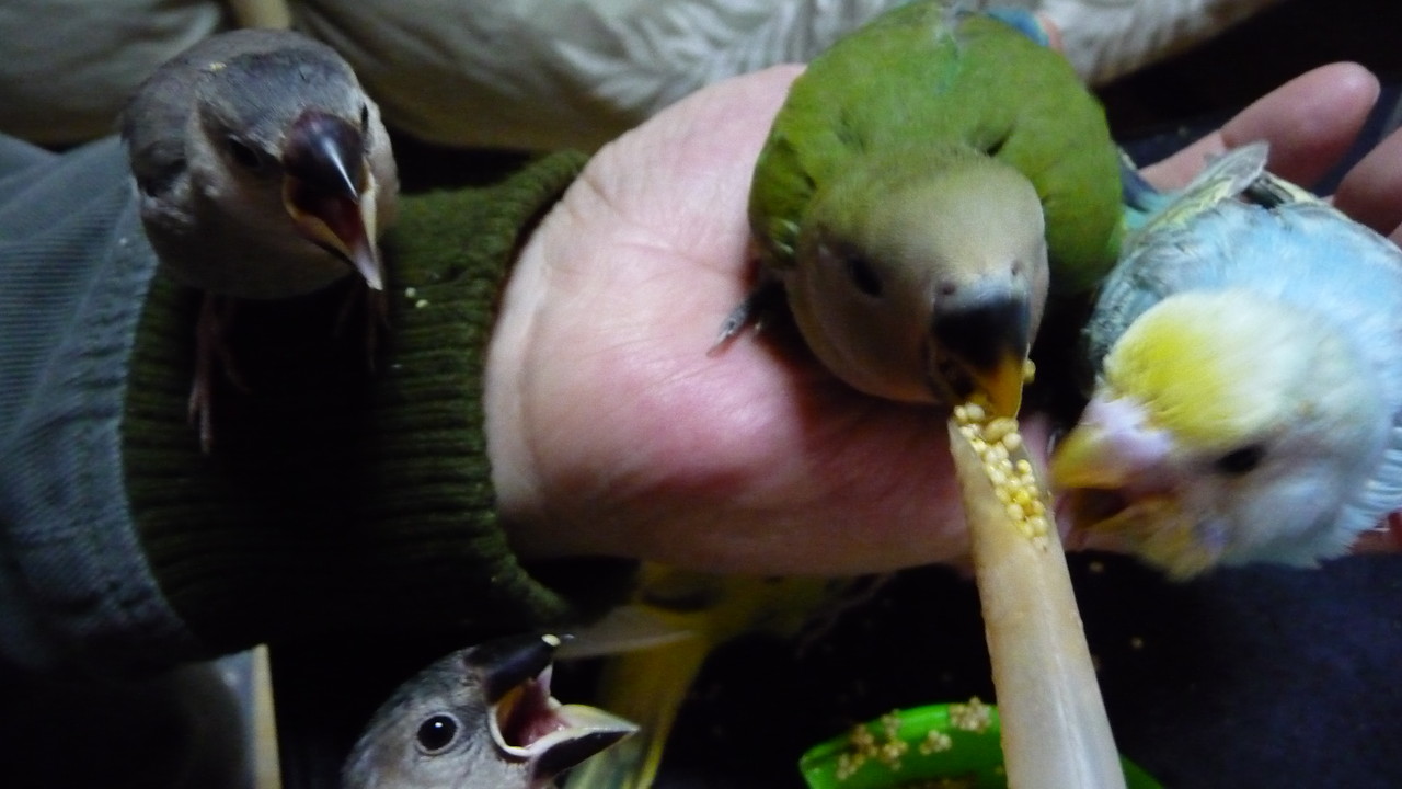 色変わり手乗りコザクラインコヒナ仲間入りしました 福岡インコ ペットミッキン 色変わり手乗りコザクラインコヒナ仲間入りしました 福岡インコ ペットミッキン