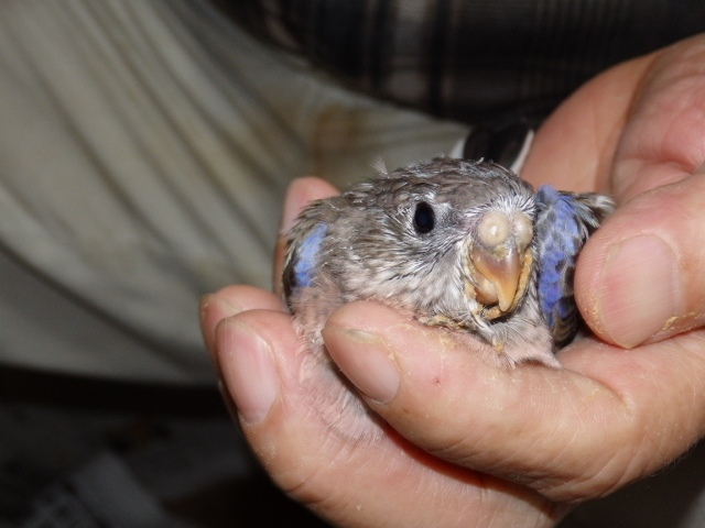 アキクサインコ 福岡インコ ペットミッキン アキクサインコ 福岡インコ ペットミッキン