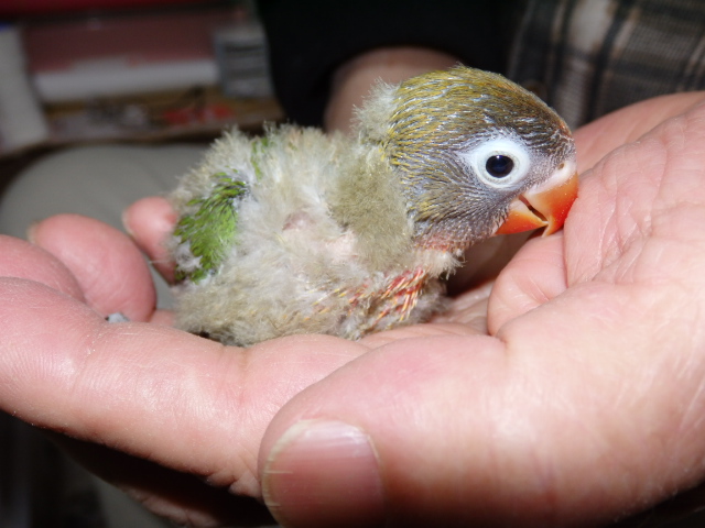 ボタンインコが仲間入りしました。