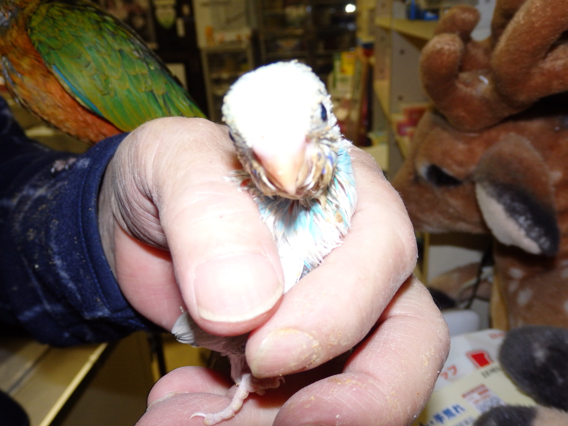 下の手乗り羽衣セキセイインコのヒナの兄弟です 福岡インコ ペットミッキン 下の手乗り羽衣セキセイインコのヒナの兄弟です 福岡インコ ペットミッキン