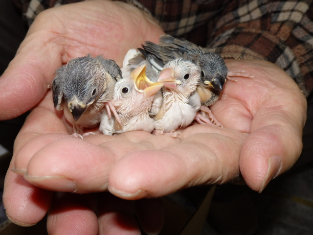 2021年2月17日　ペットミッキンの白文鳥です。