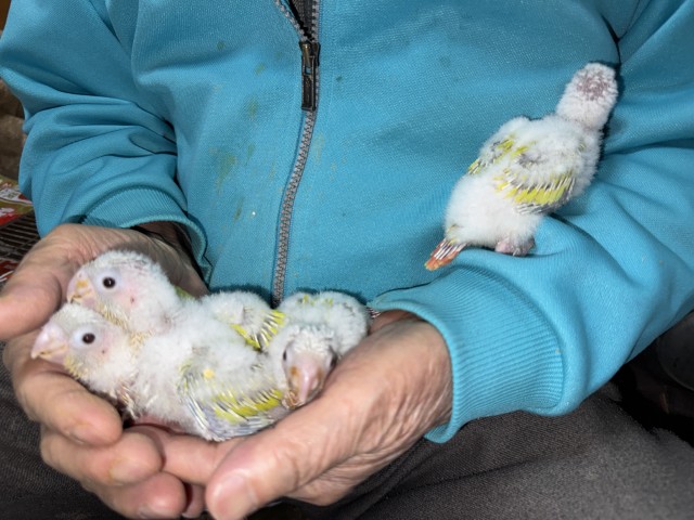 ウロコインコが仲間入りしました。